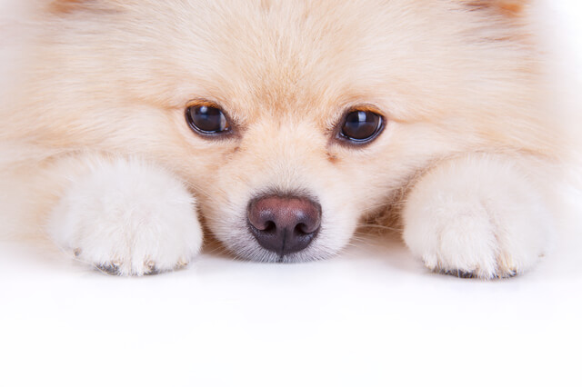犬に人間用のケーキはダメ!理由とおすすめ犬用ケーキの作り方を解説-サムネイル画像